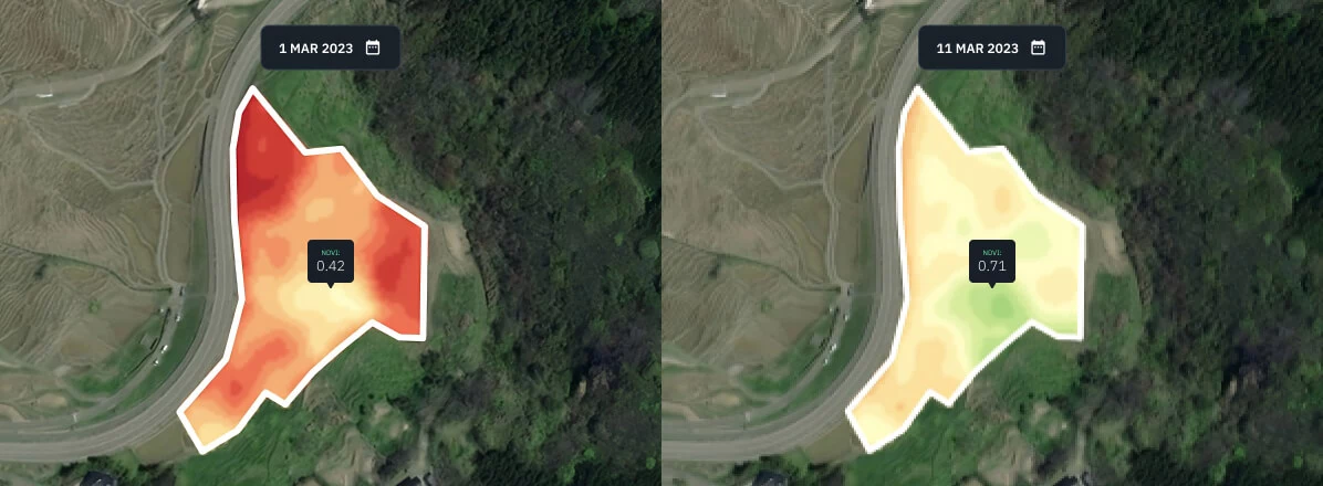 NDVI for a rice field