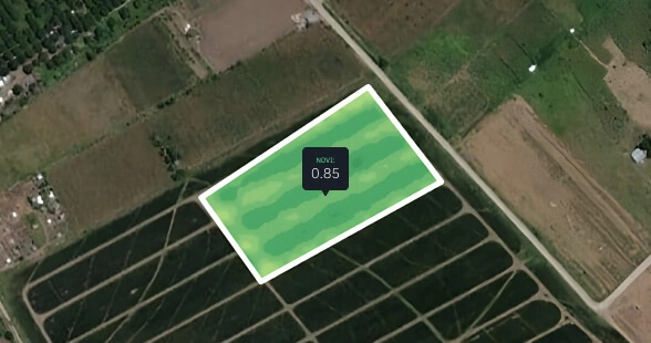 NDVI de un campo de piña