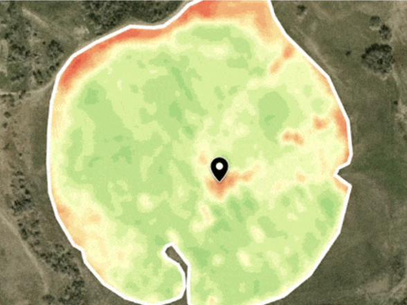 vegetación del campo el 25 de julio